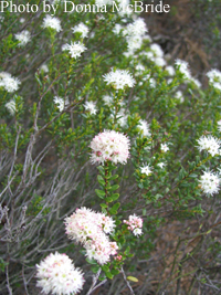 Leiophyllum buxifollium (Sand Myrtle)
